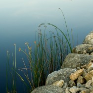 Seaside Grasses