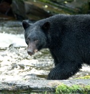 Black Bear